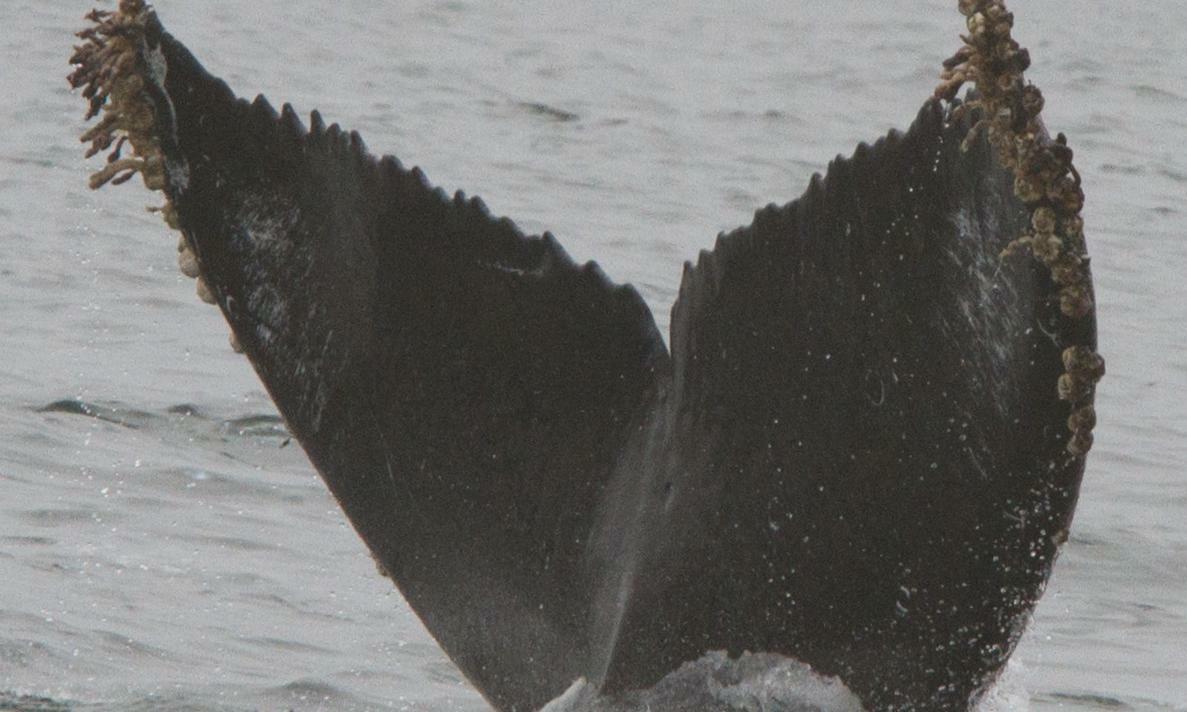 Fluke of CRC-15001