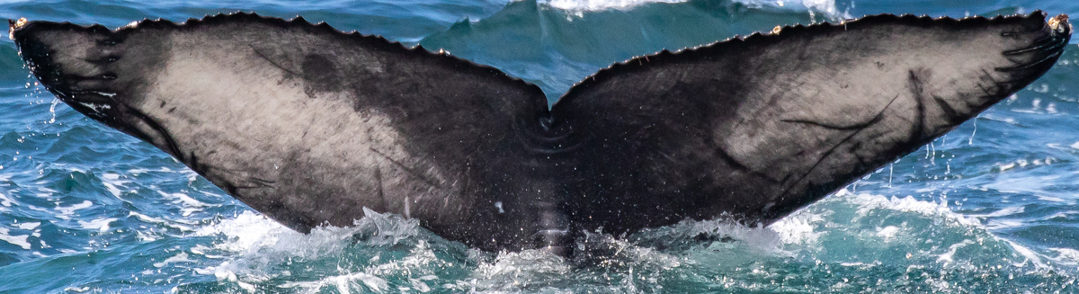 Fluke of 2022-2023 calf of CRC-17969