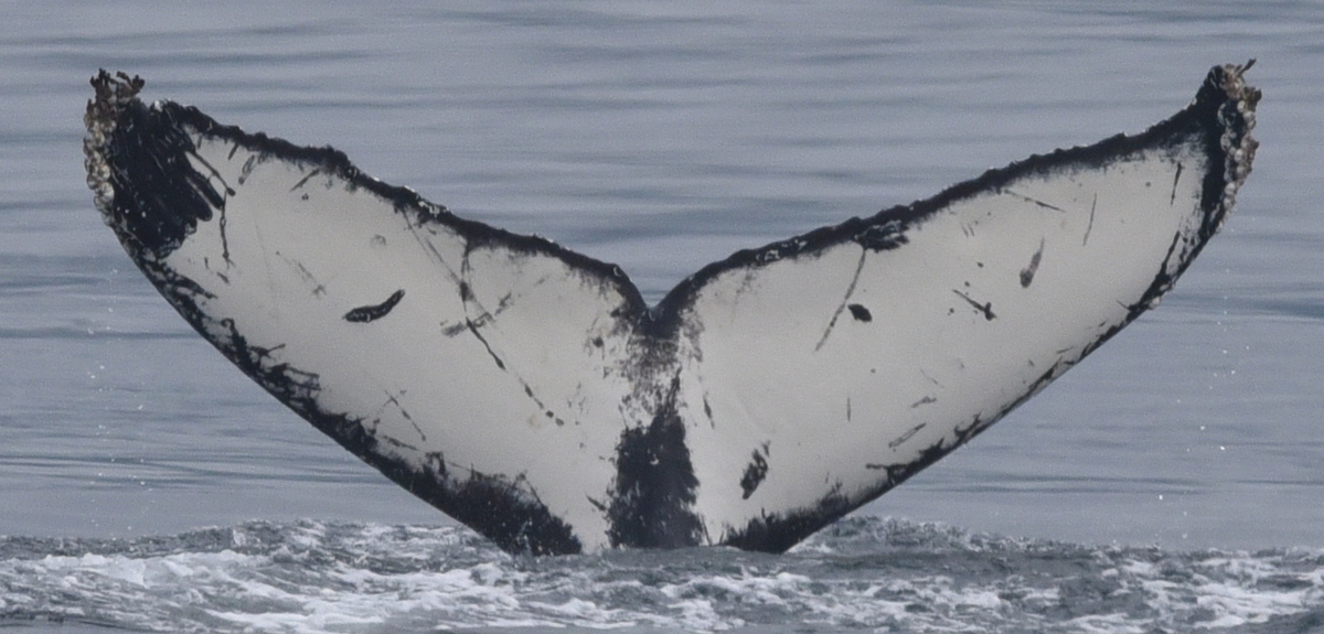 Fluke of CRC-21107
