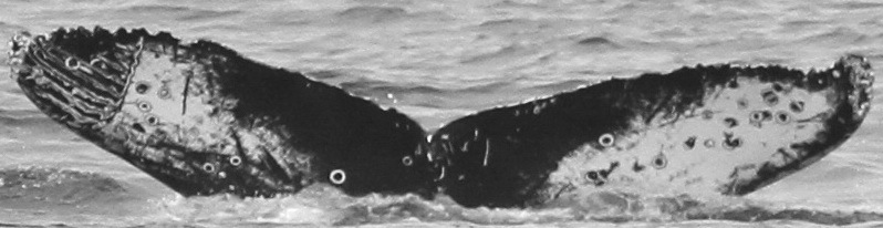 Fluke of Calamity (Salish Sea)