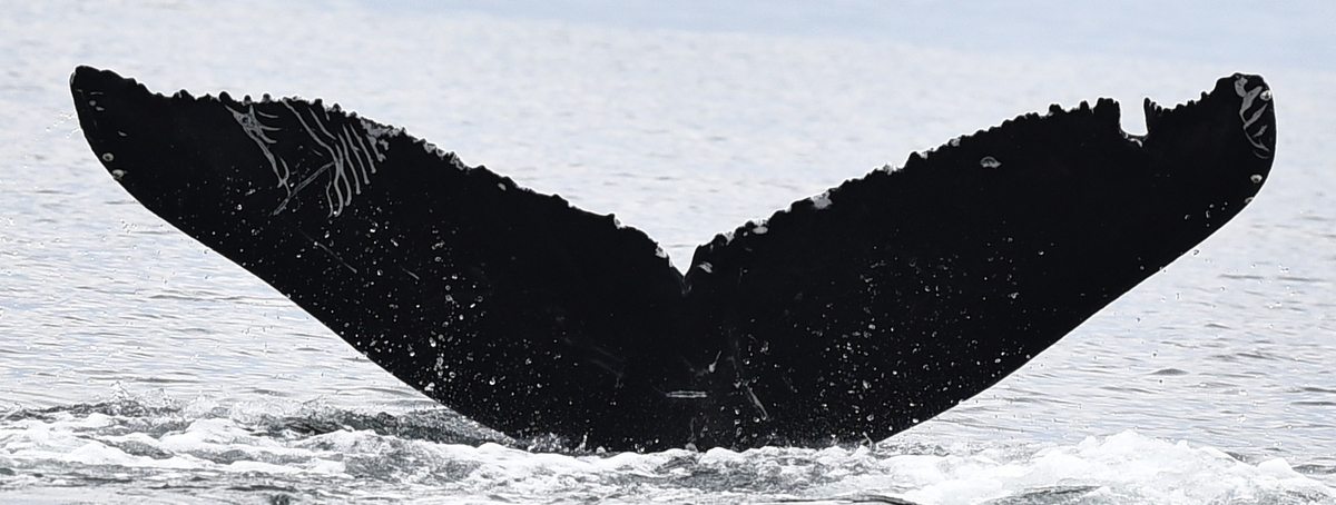 Fluke of Achilles (Salish Sea)
