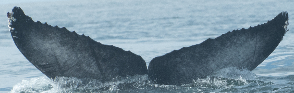 Fluke of 2022-2023 calf of CRC-10995