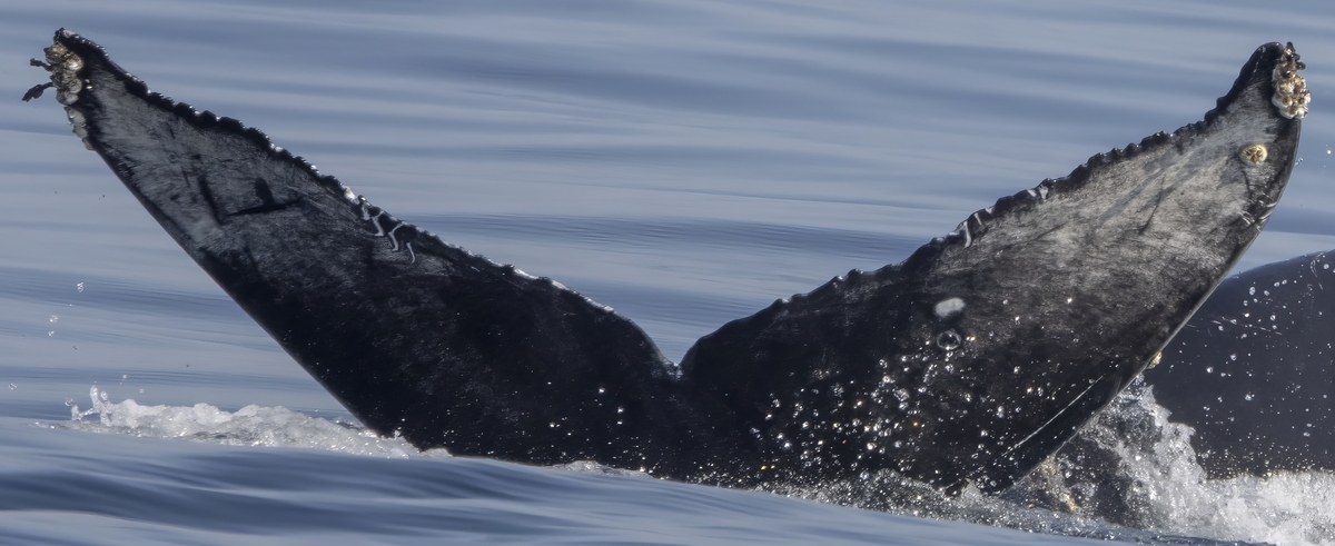 Fluke of Frolic (Salish Sea)