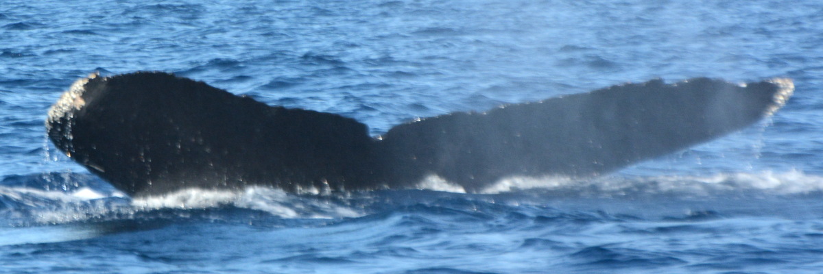 Fluke of UABCS-MN-23B5199