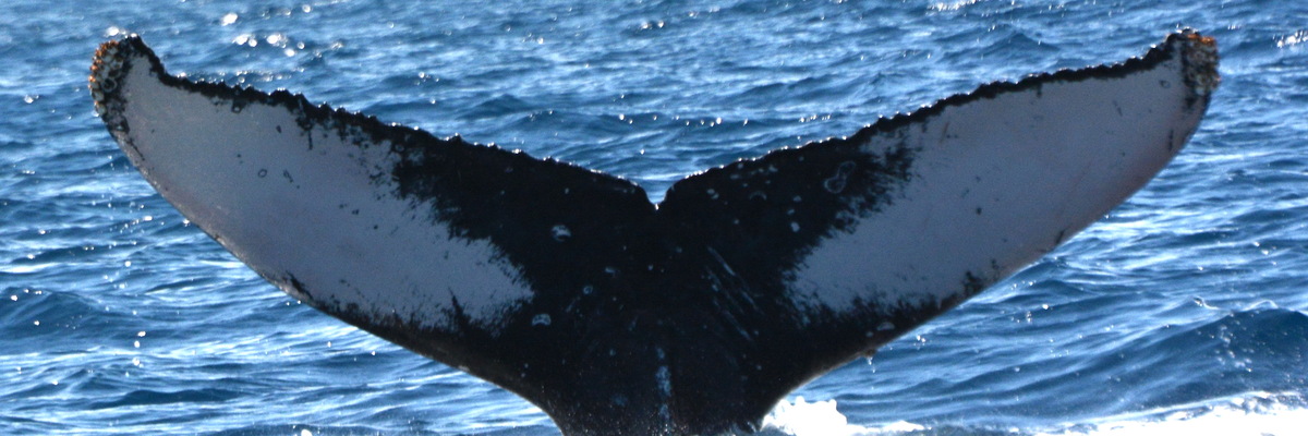 Fluke of UABCS-MN-23B5212