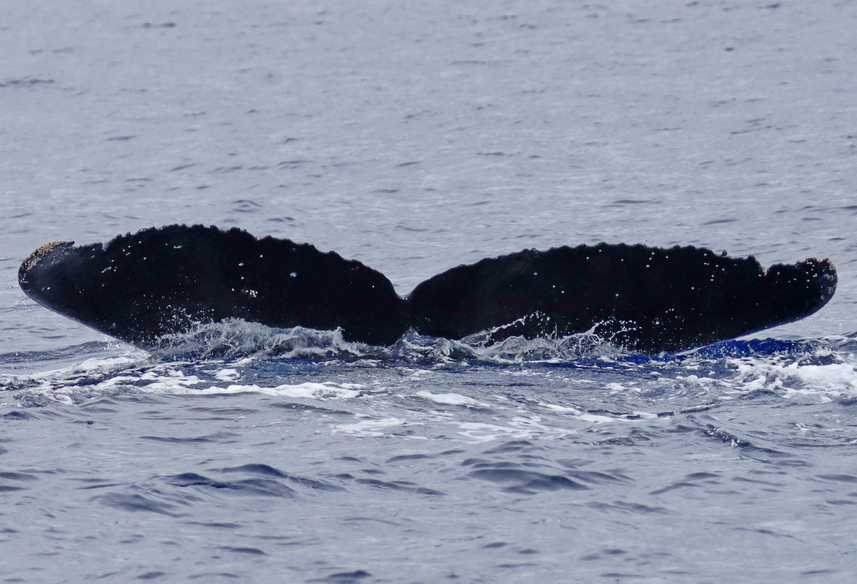 Fluke of PWF-NP_6565