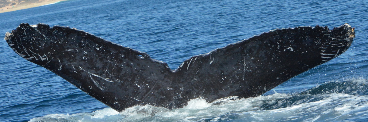 Fluke of UABCS-MN-19B5008