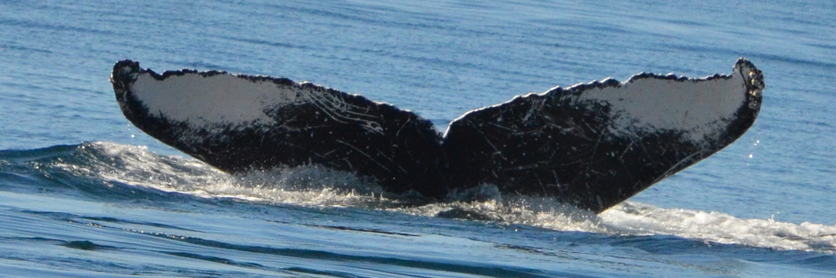 Fluke of UABCS-MN-19B5040