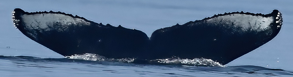 Fluke of Shearwater (BC) aka Camelot (Salish Sea)