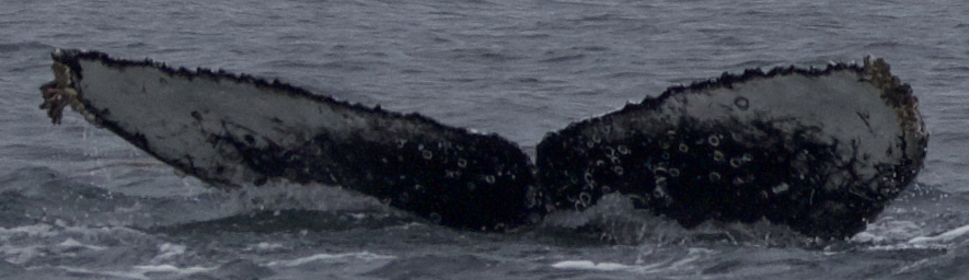 Fluke of CRC-21652
