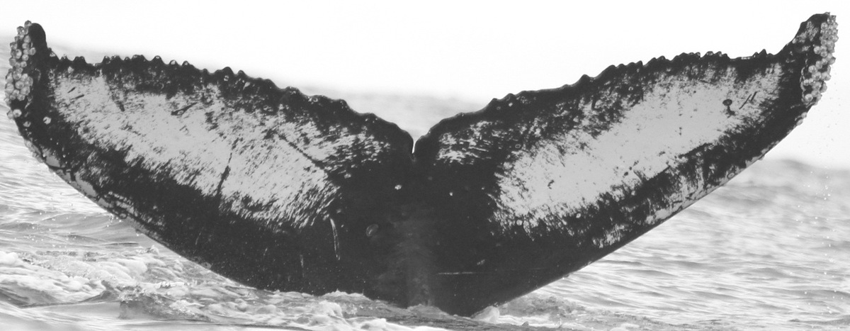 Fluke of CRC-15866