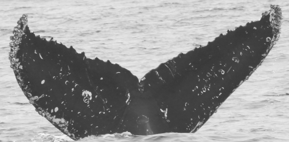 Fluke of CRC-11355
