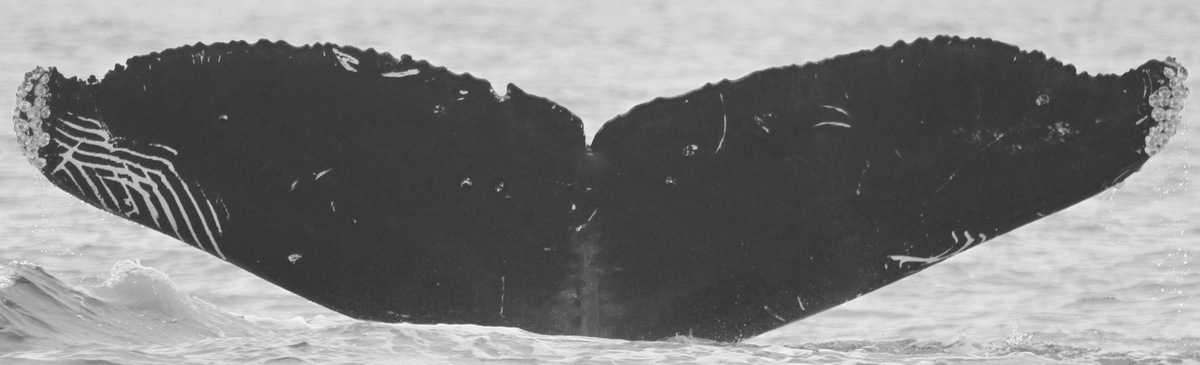 Fluke of CRC-15831
