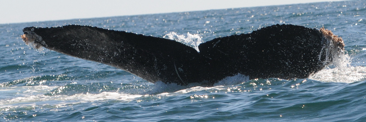 Fluke of UABCS-MN5-11B0982