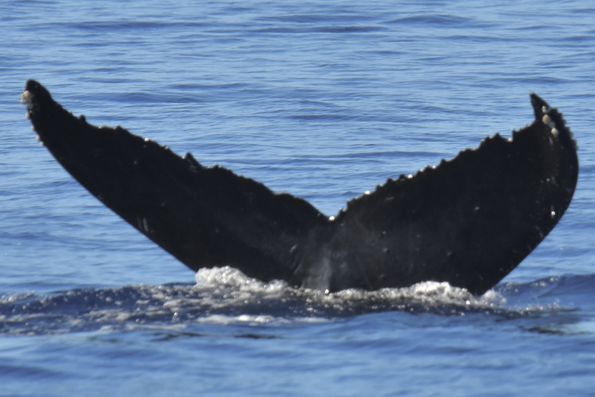 Fluke of AWF-KFA-20230823-022