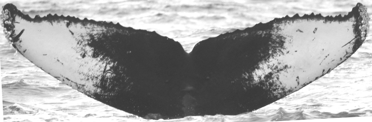 Fluke of Phantom (Salish Sea)