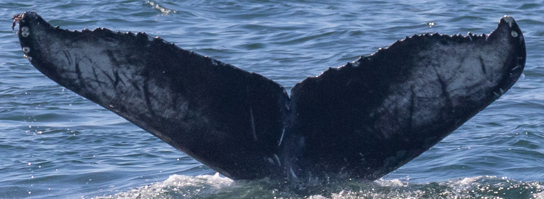 Fluke of 2022-2023 calf of CRC-15403