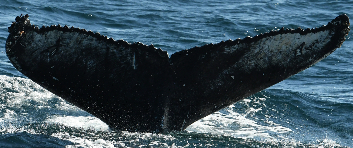 Fluke of Shady (Husavik)