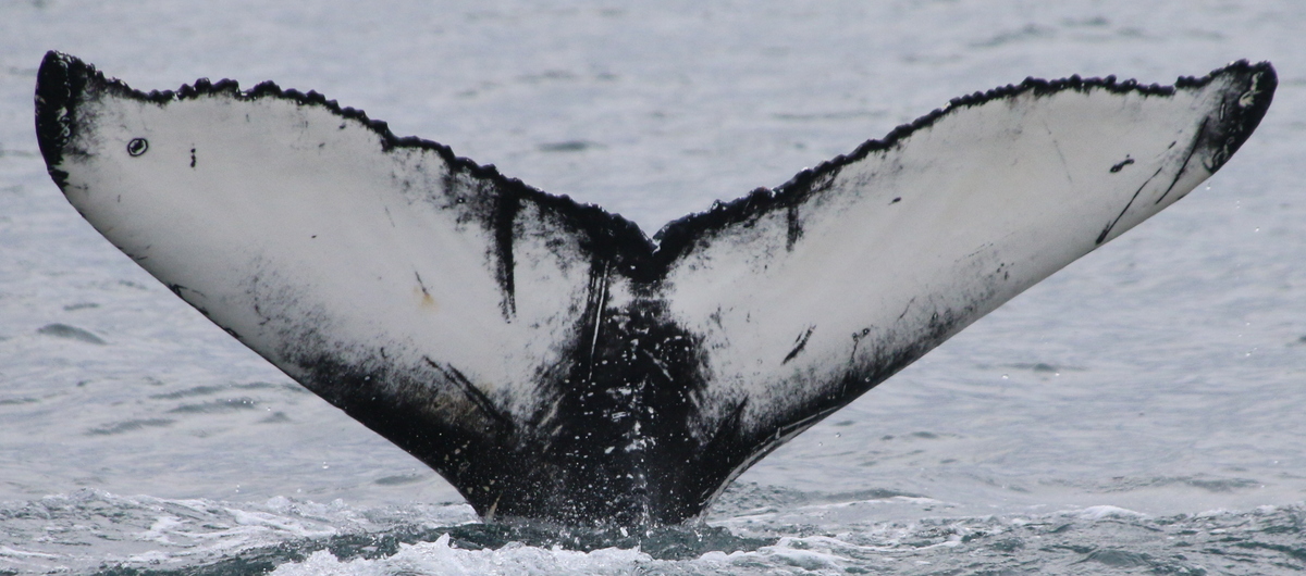 Fluke of Popeye (Westfjords)