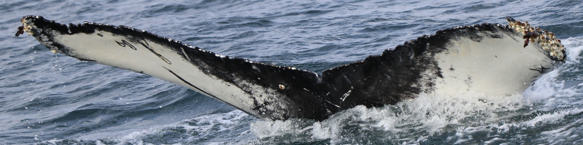 Fluke of HW-MN0103242