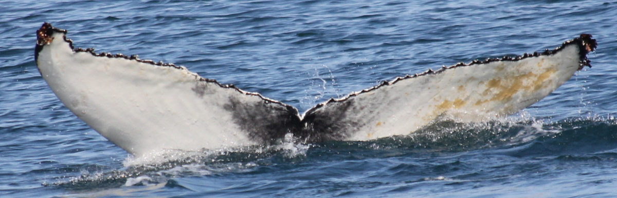 Fluke of Monster (Husavik)