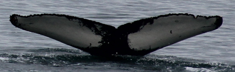 Fluke of Daisy (Iceland)