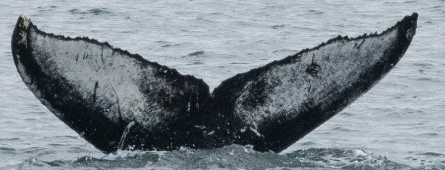 Fluke of Maja (Iceland)