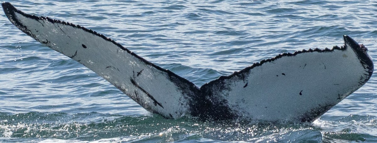 Fluke of Megatteraccia (Husavik)