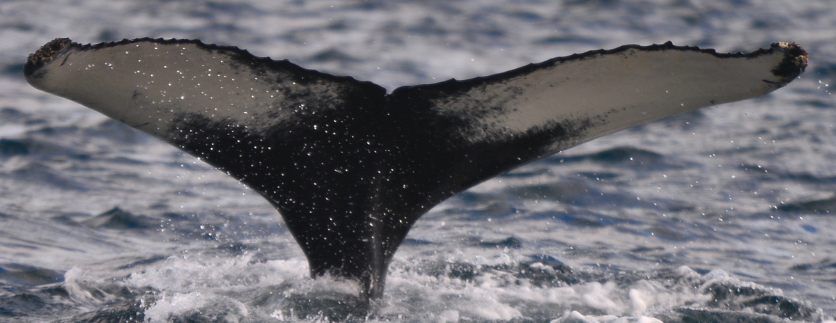 Fluke of Glacier (Westfjords)