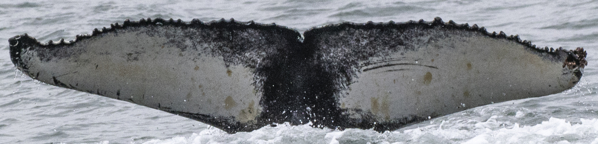 Fluke of LaVale (Husavik) aka Roll (Westfjords)