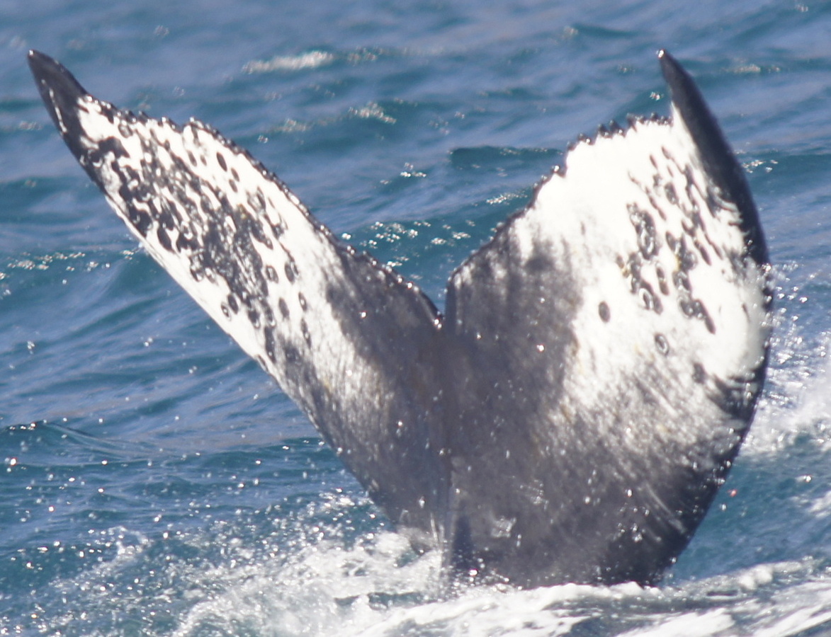Fluke of HW-MN0103257