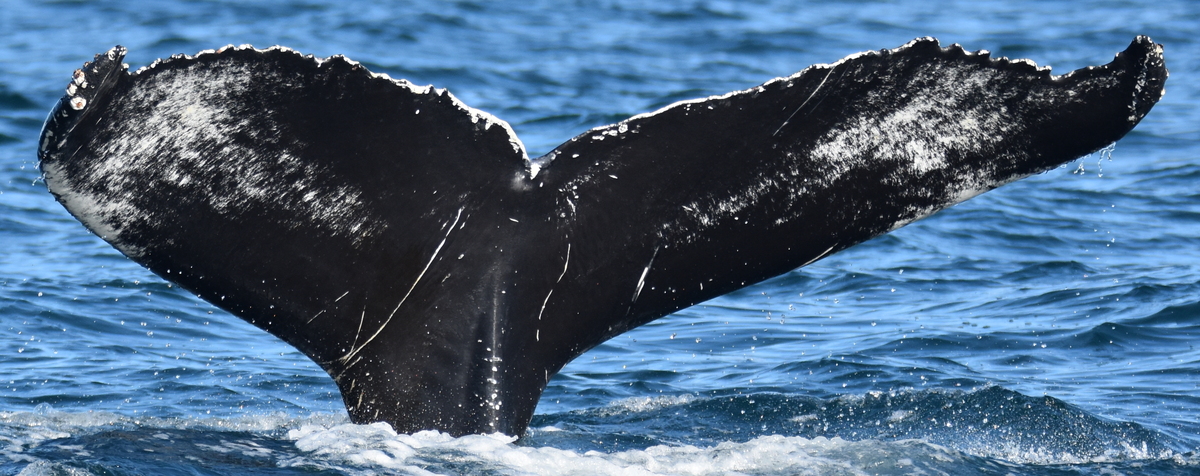 Fluke of Jamal (Westfjords) aka Nik