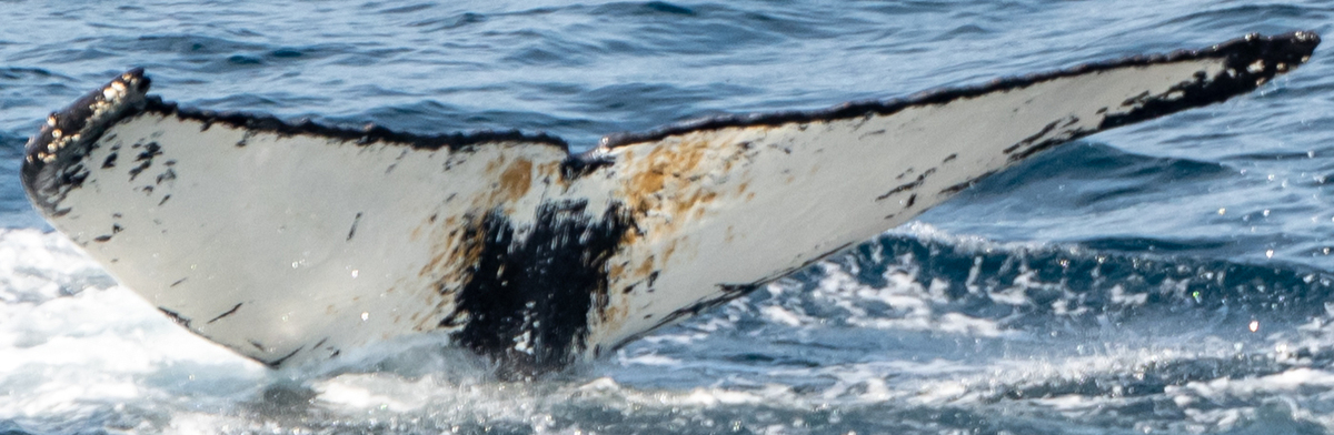 Fluke of HW-MN0103279
