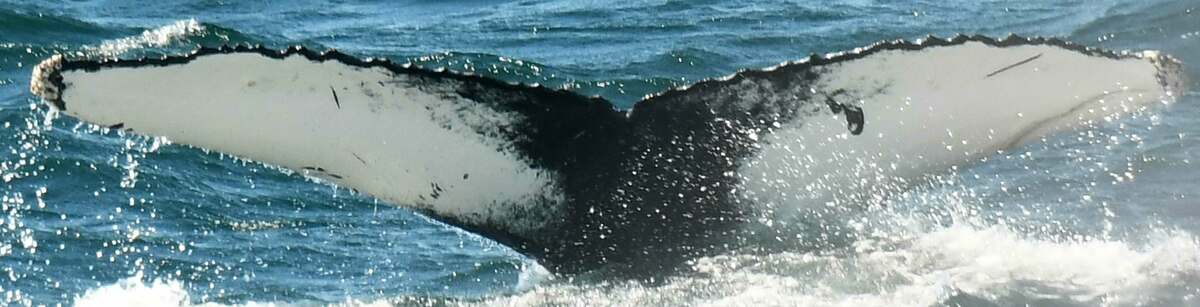 Fluke of HW-MN0103281
