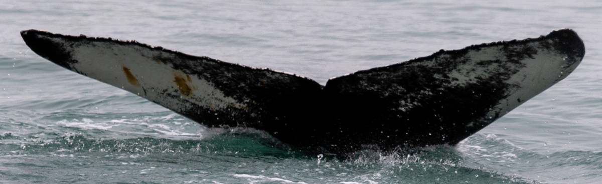 Fluke of Momo (Husavik)