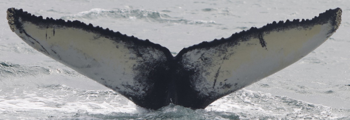 Fluke of Silver (Husavik)