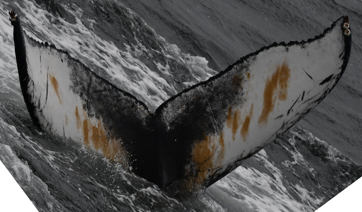 Fluke of Flukaccia (Husavik)