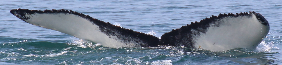 Fluke of Alice (Husavik)