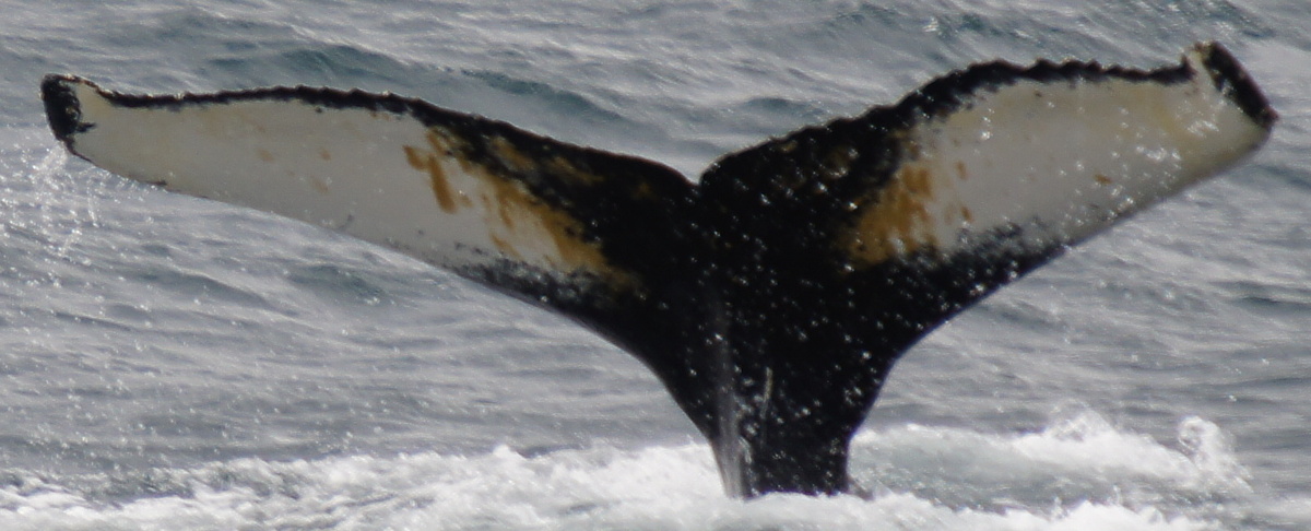 Fluke of Sterre (Husavik)