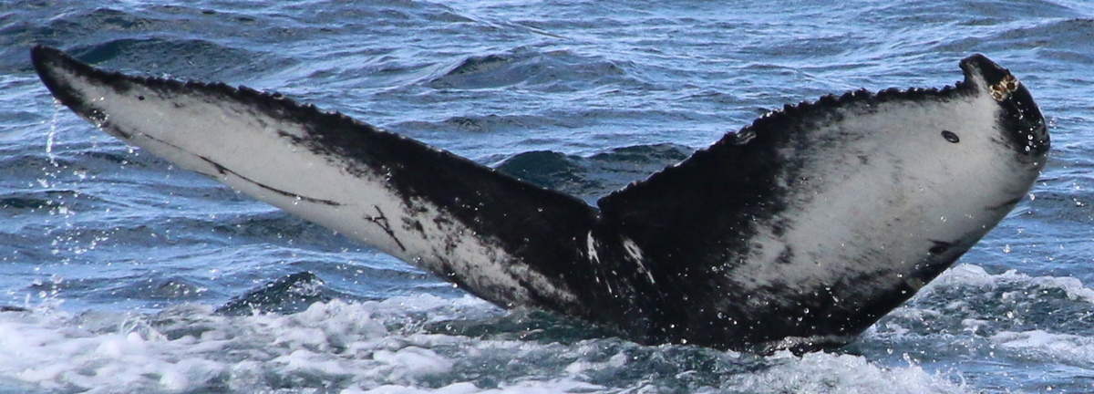 Fluke of Morrigan (Husavik)
