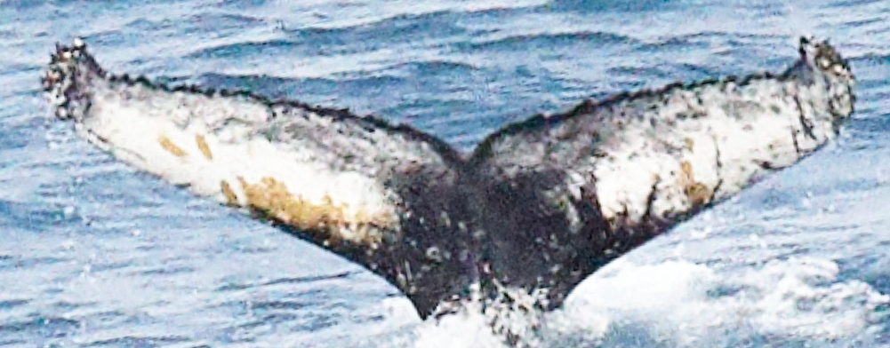 Fluke of Hamilton (Svalbard) aka Selene (Husavik)