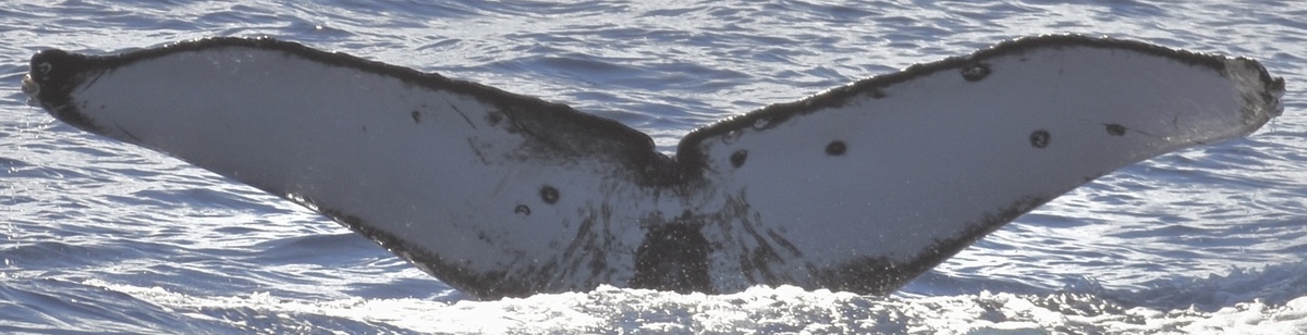 Fluke of CRC-22152