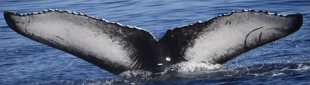 Fluke of HW-MN0444424