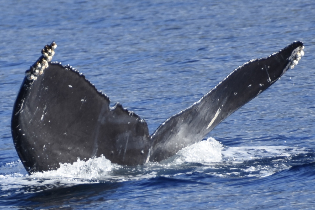 Fluke of CRC-22153