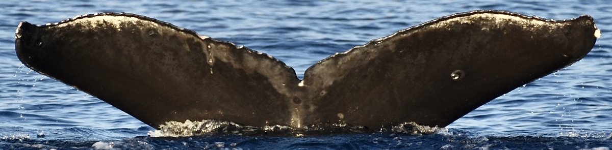 Fluke of HW-MN0444437