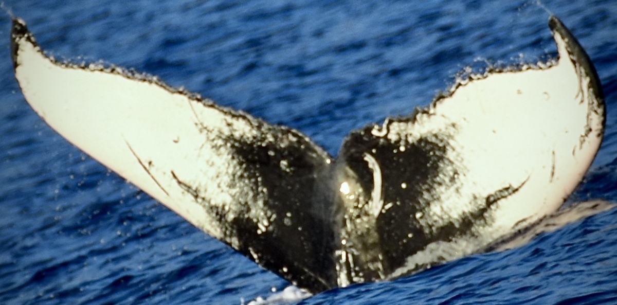 Fluke of HW-MN0444441