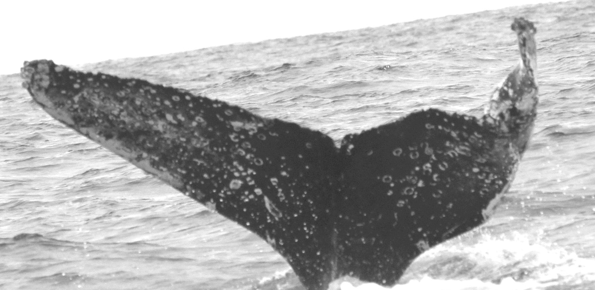 Fluke of CRC-15864