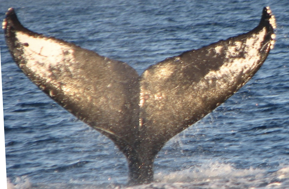 Fluke of HW-MN0523642