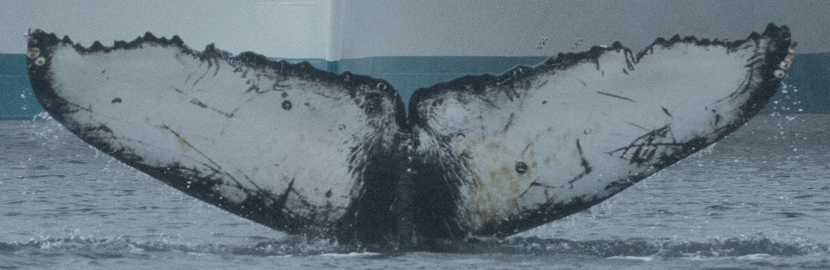 Fluke of HW-MN1304908