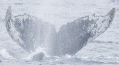 Fluke of HW-MN1304924
